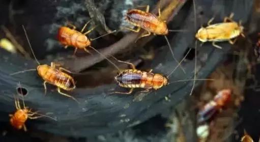 原来蟑螂最怕它，地上撒上少许，比蟑螂药好用