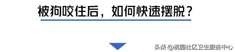 如被猫狗咬伤或抓伤应如何处理,被猫狗咬伤在多少小时之内打疫苗