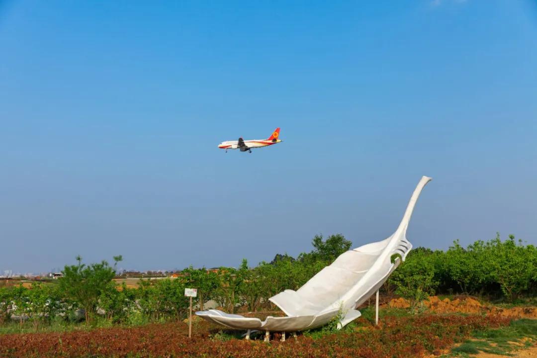 在空港花田里怎么拍照好看,每张都是屏保