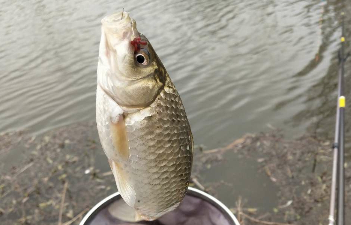 冬季野钓板鲫白天好还是晚上好,板鲫用什么钓效果最好