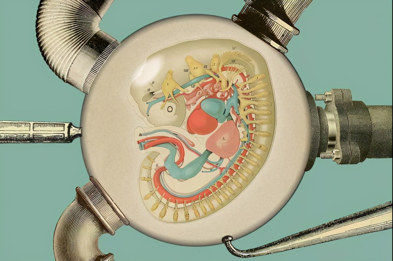 人类胚胎最初属于哺乳类吗,人类胚胎发育的场所是