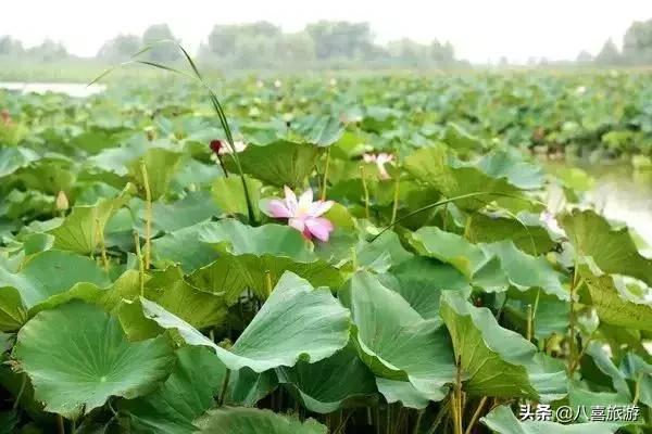 山东夏天值得去的旅游景点,夏天适合去的湖泊
