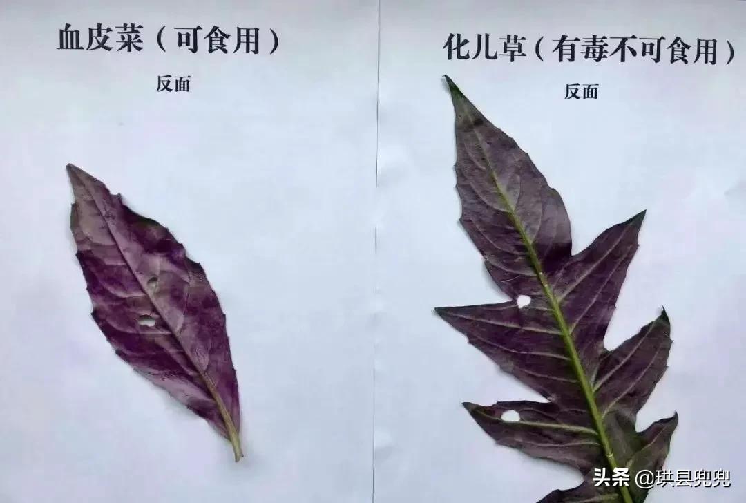 宜宾吃血皮菜中毒,儿童吃血皮菜炒猪肝