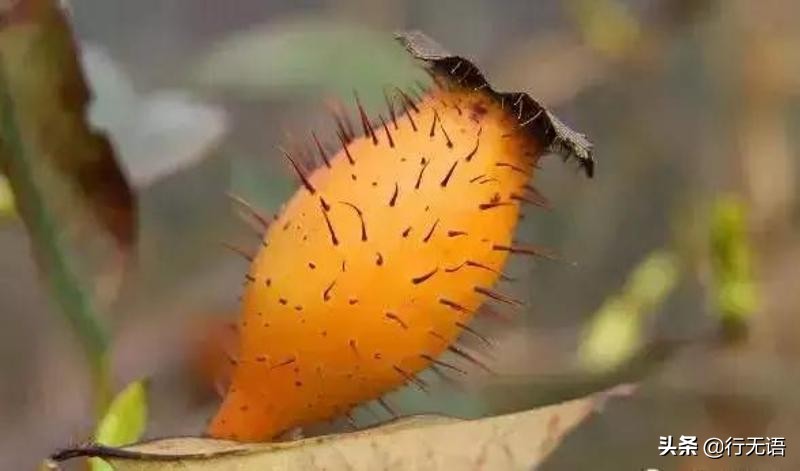 有趣的农村生活食物,农村生活农村娃农村美食