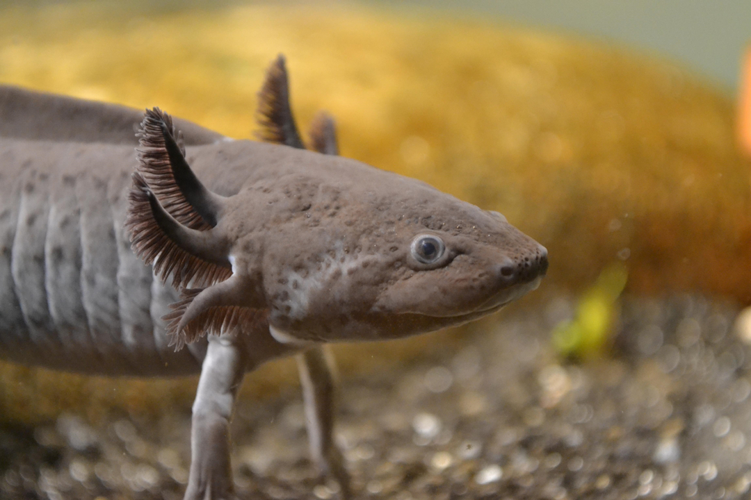 六角恐龙被同类打了还不吃饭,六角恐龙的实力可以打过一只鱼吗