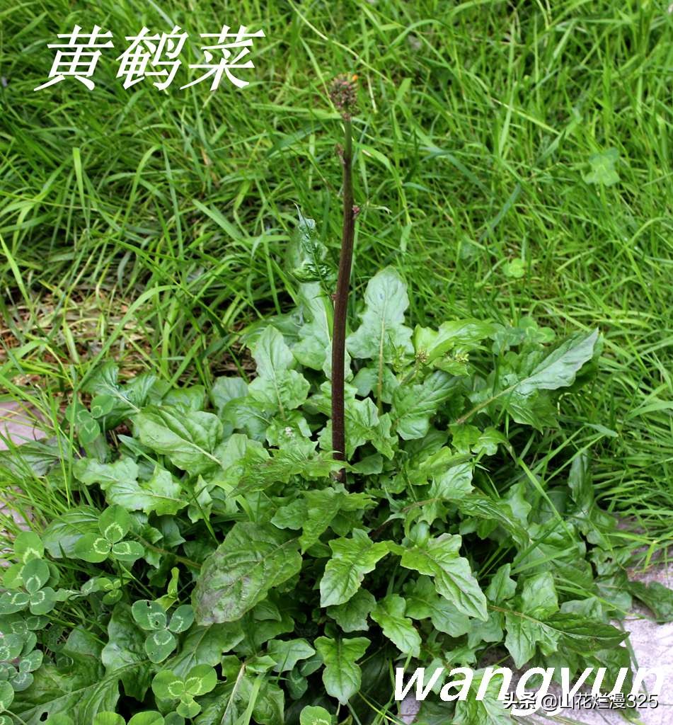 野生菊苣的辨认与图片,野菜苦菜识别方法