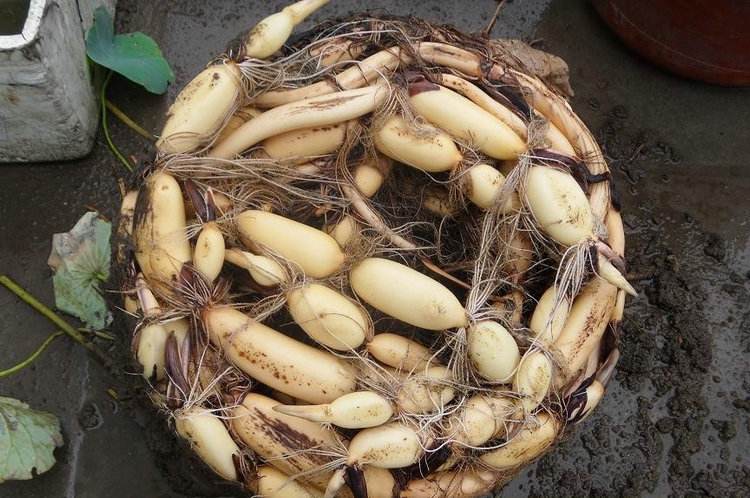 注意这些小细节,水缸种莲藕放在院子什么位置