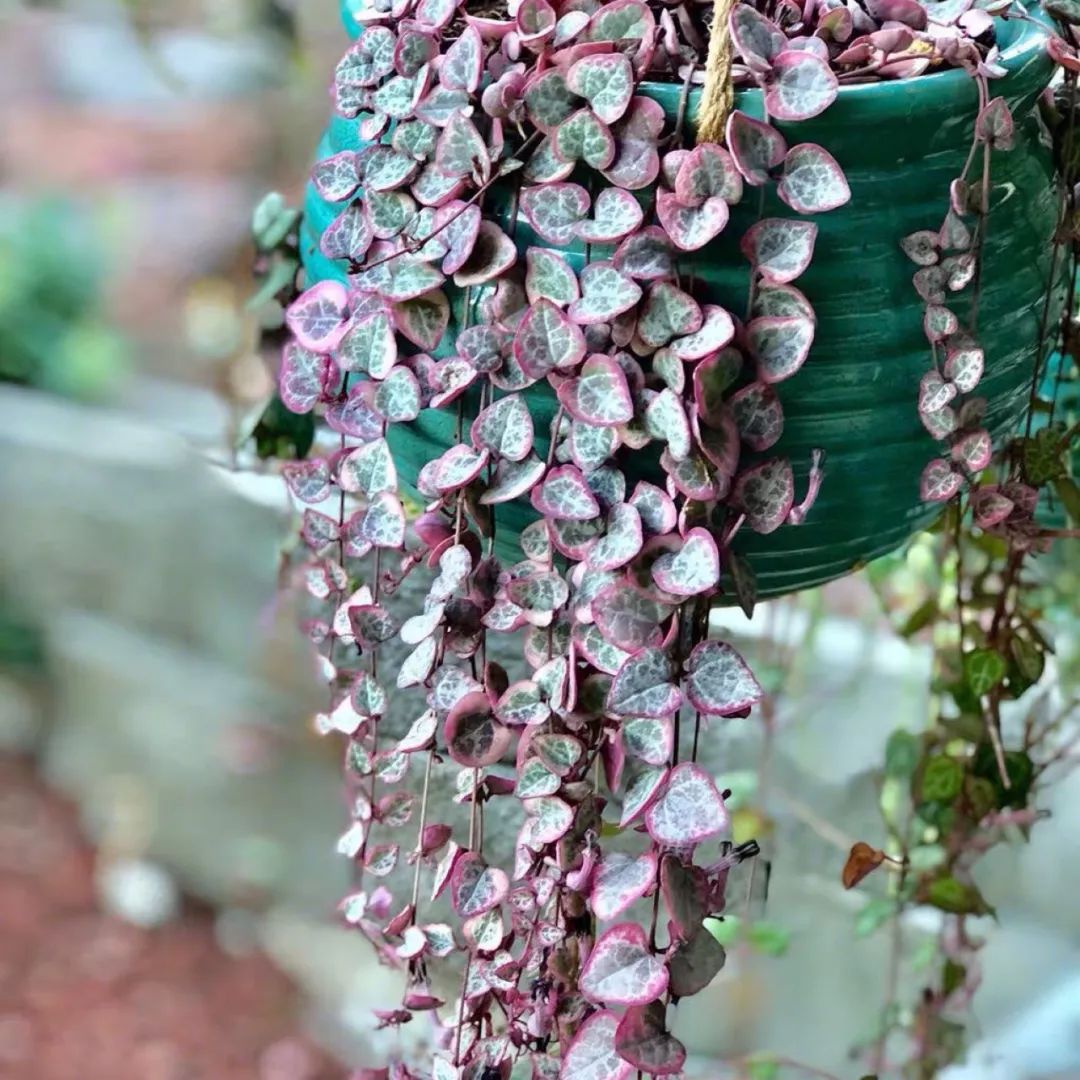 94种常见唯美观叶植物,会开花的绿色硬叶植物