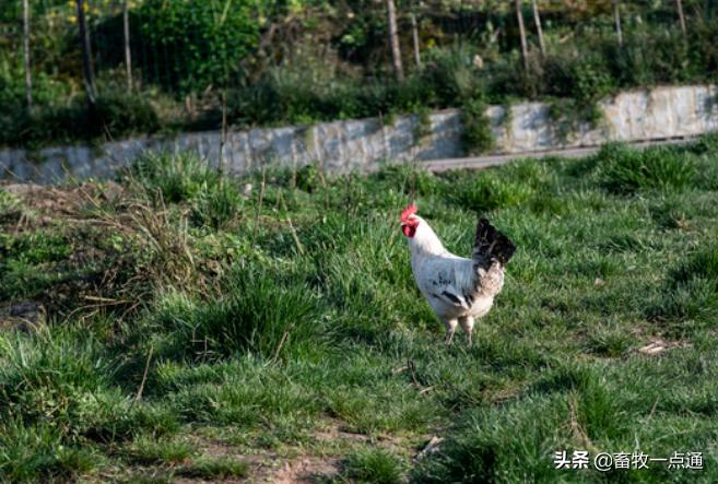 怎样防控鸡病,鸡常见的蠕虫病有哪些