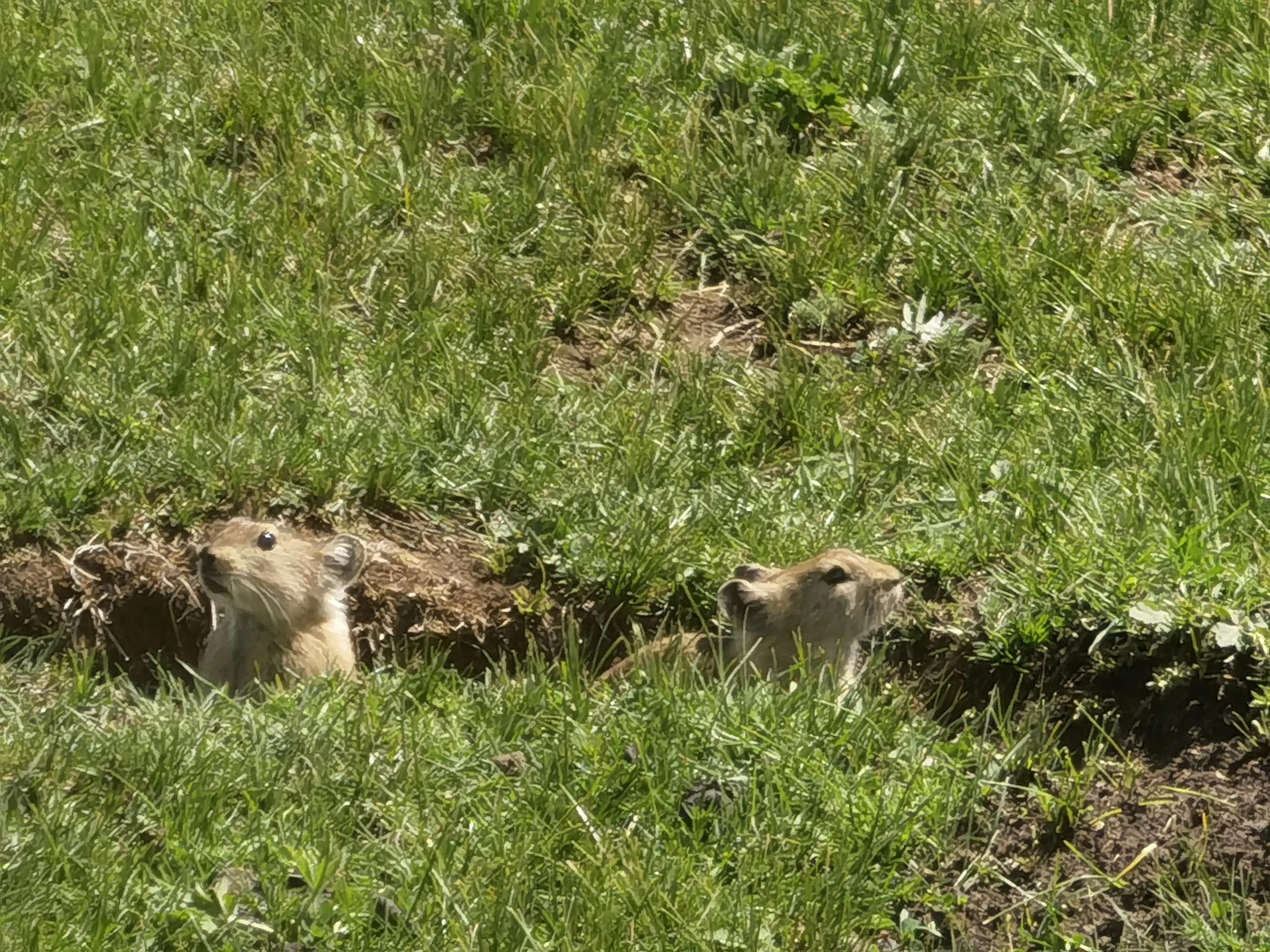 六月中的若尔盖大草原