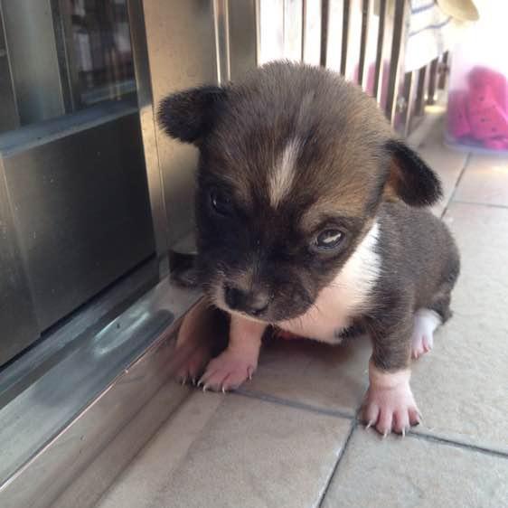 狗狗生完小狗什么都不吃怎么办,狗狗生完孩子不让主人摸怎么办