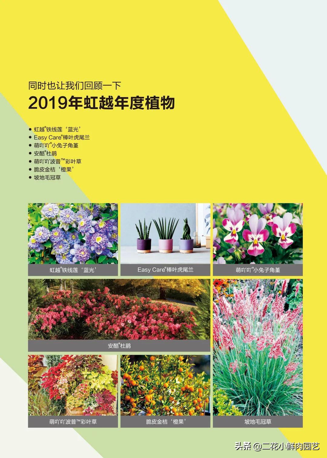 鍥壓鑺卞崏绉嶆鐭ヨ瘑鍏ラ棬,鑺卞崏鍥壓濡備綍鍏ラ棬