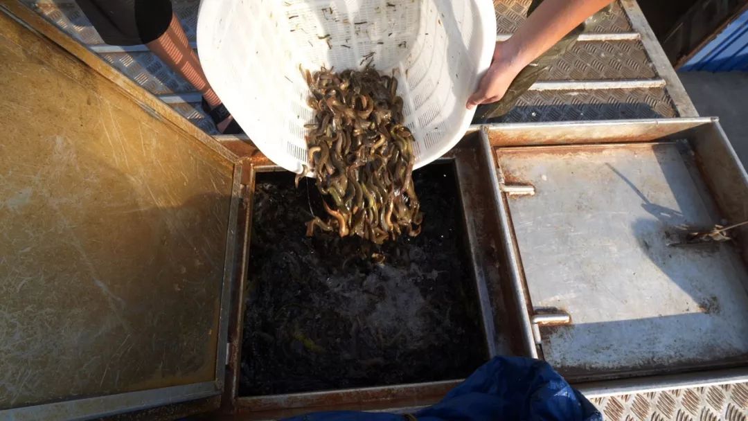 500元养殖泥鳅一年能收入多少,藕塘里养泥鳅赚了钱