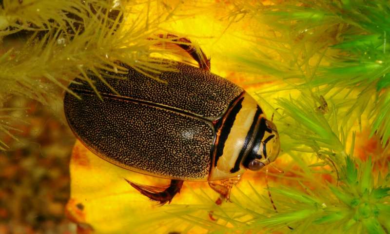 性冲突导致生殖隔离？这家伙霸王硬上弓却造成物种进化停滞！