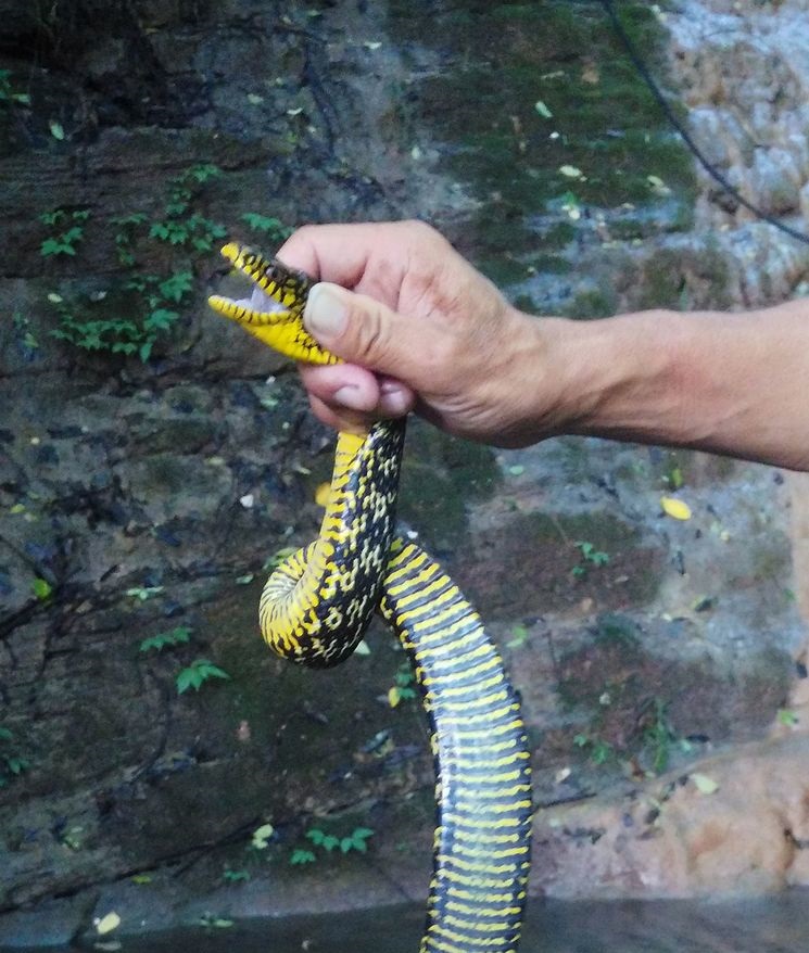 捕蛇奇人,湖南捕蛇奇人视频