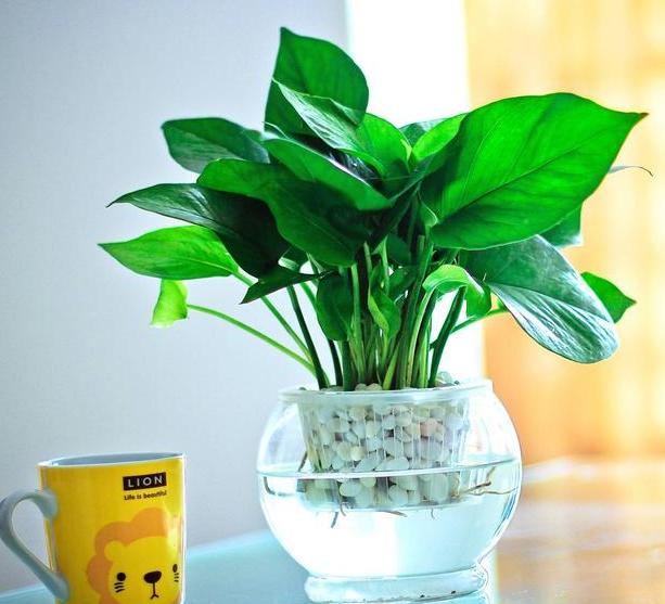 水培绿萝怎么养不烂根叶子不发黄,水培绿萝烂根叶子变黄怎么拯救