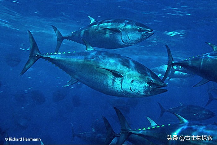 国际珍惜动物保护动物日,国际生物多样性保护日是哪一天