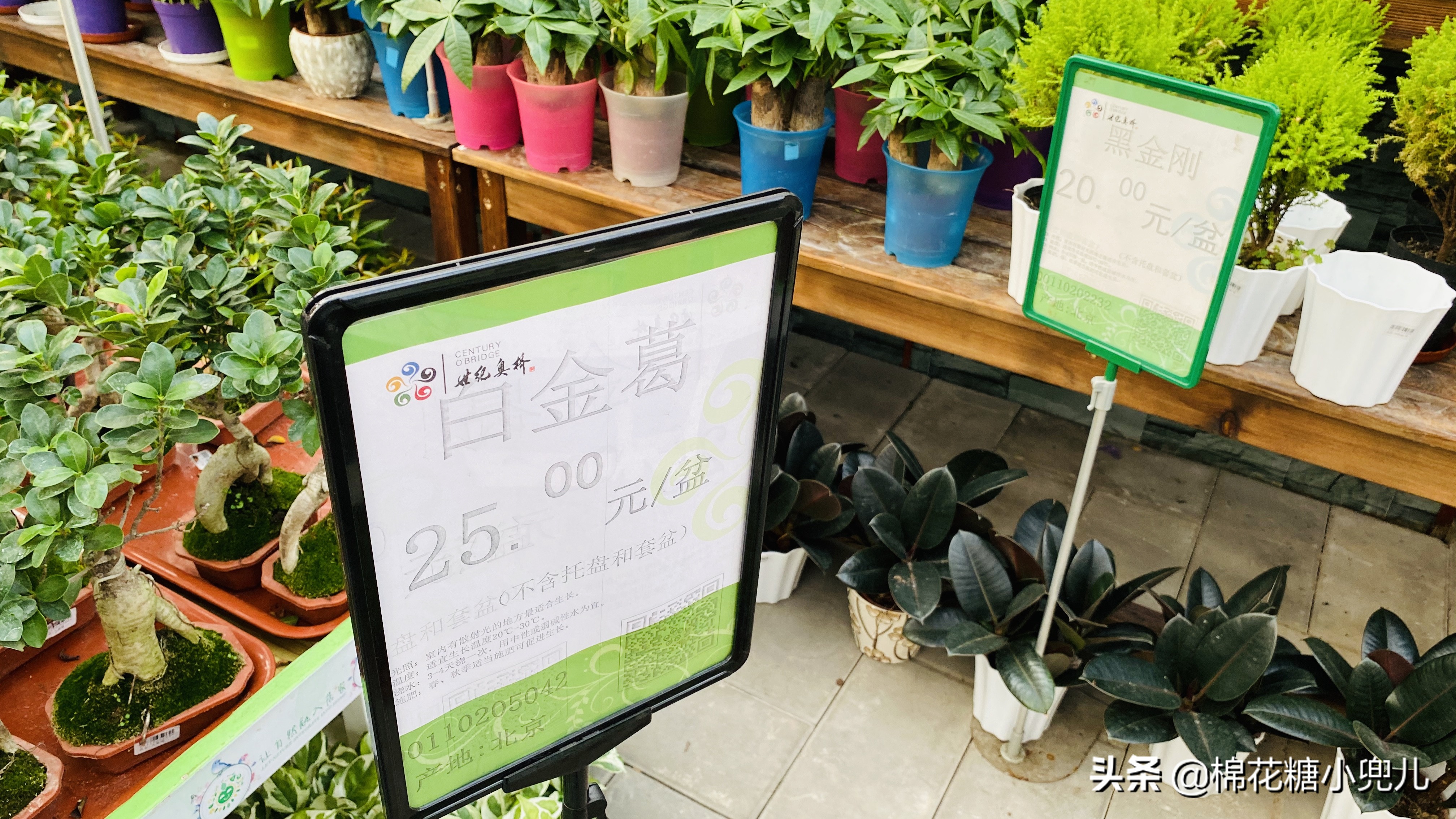 北京开了第一家绿植花卉大超市,北京最大花卉绿植市场