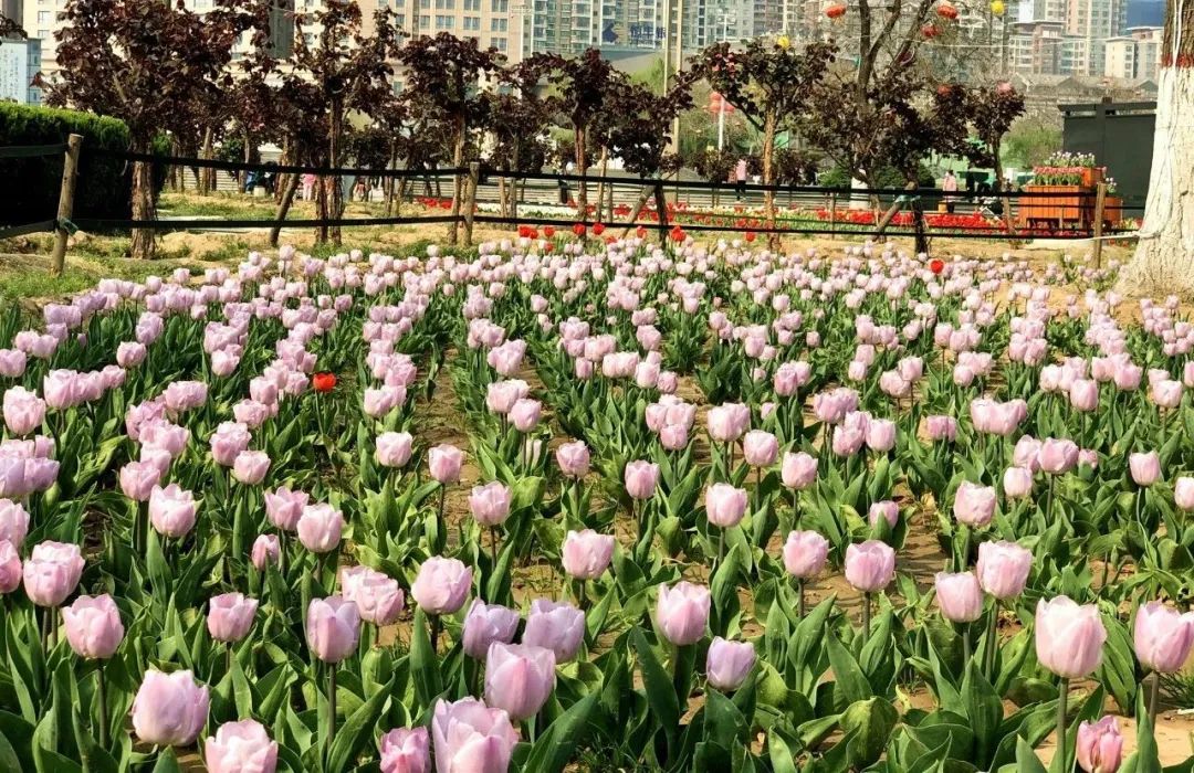 郁金香花海太美了,咸阳湖畔郁金香花海