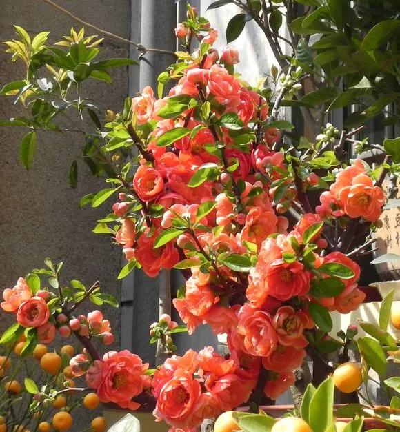 富贵吉祥的植物有哪些,最适合庭院种植的10种吉祥植物