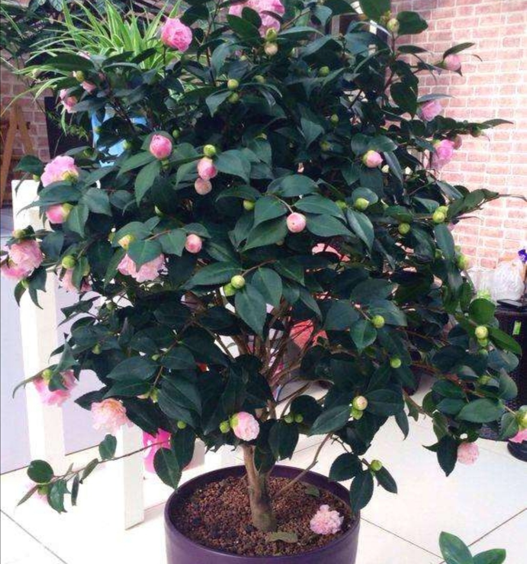 香妃茶花一年四季都在开花吗,为什么我的香妃茶花开花不香