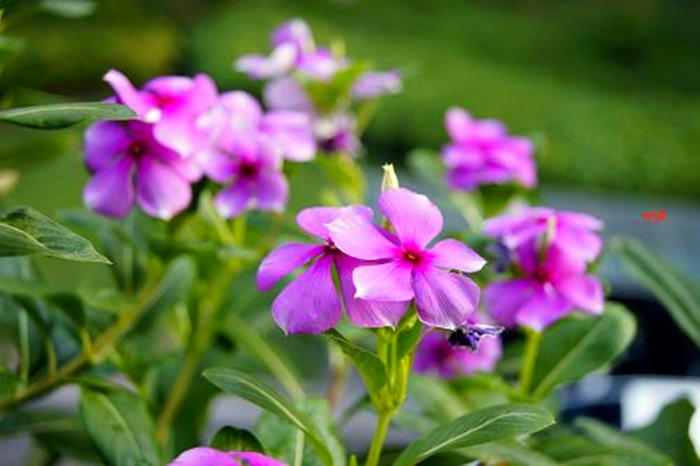 阳台空荡平平无奇，简单设计，变成百花齐放、逞娇呈美小花园