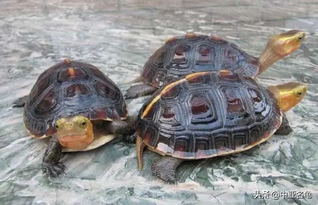 新手养水龟最好养什么龟,新手养半水龟哪个品种好