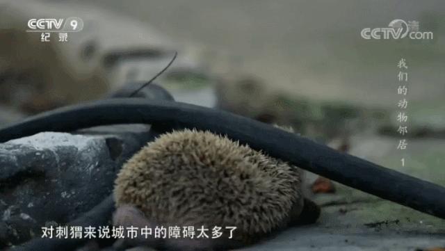 央视拍这种片怎么就没「流量」