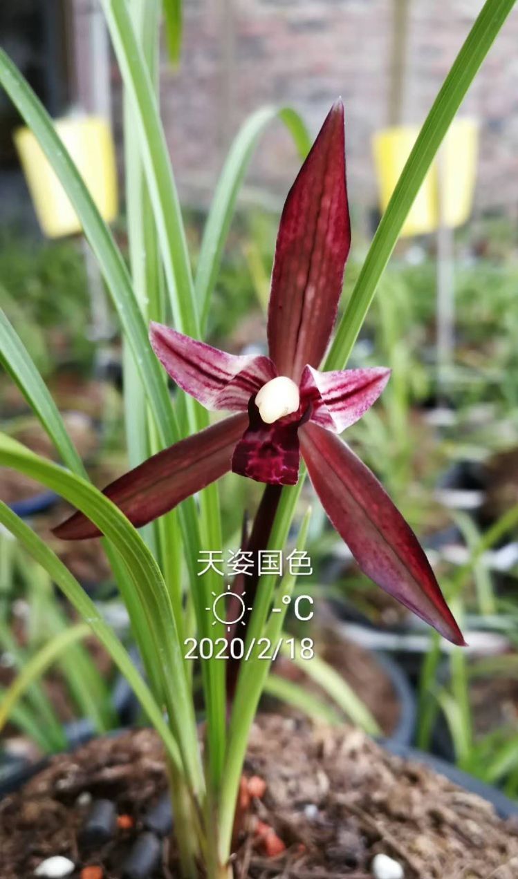 四川与贵州交界之地下山的一颗春兰红素三星,后来成为传世极品