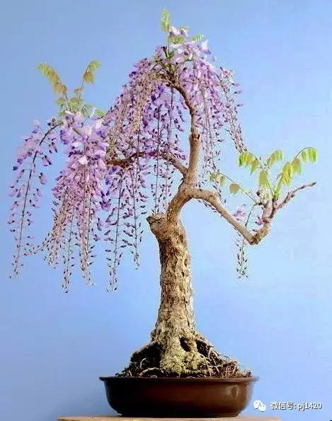 紫藤之美,紫藤迷人的气质