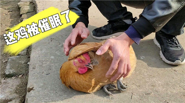 鸡画一条直线不动,对鸡画一根直线的反应