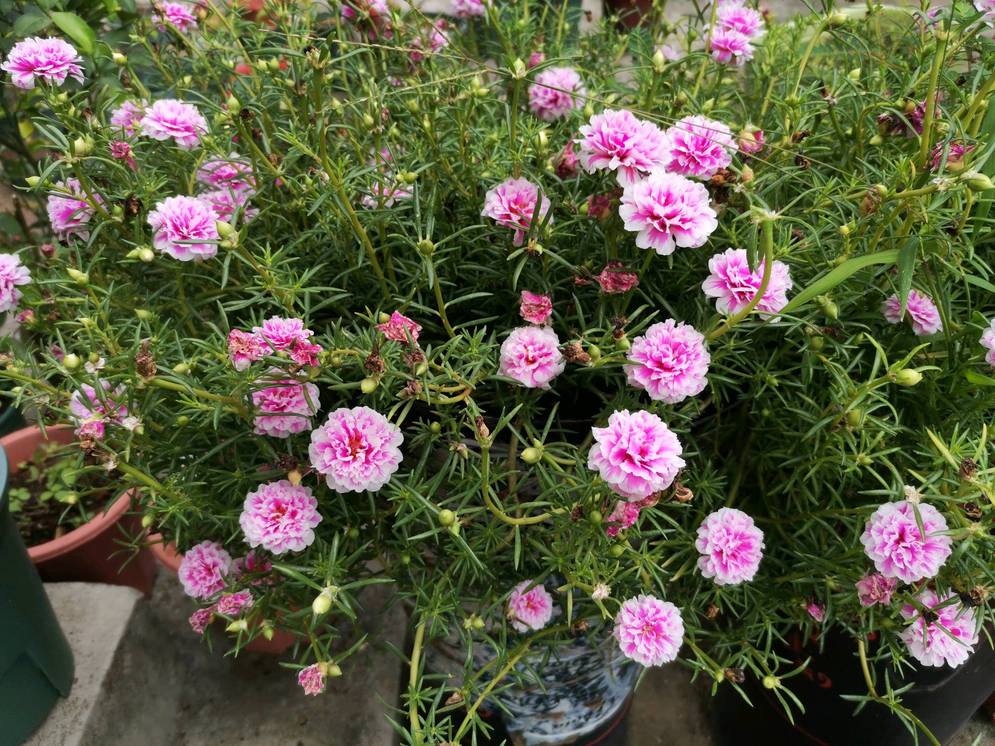 几种很耐热的盆栽花卉，适合夏天养，叶绿花美，花期长，养护简单