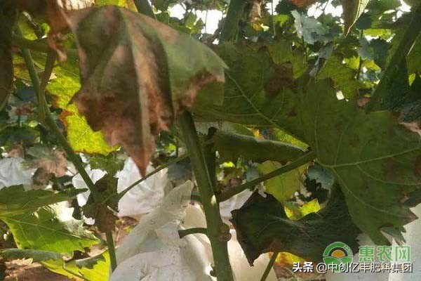 高温对葡萄叶片的危害及防治,葡萄叶片干枯是什么原因