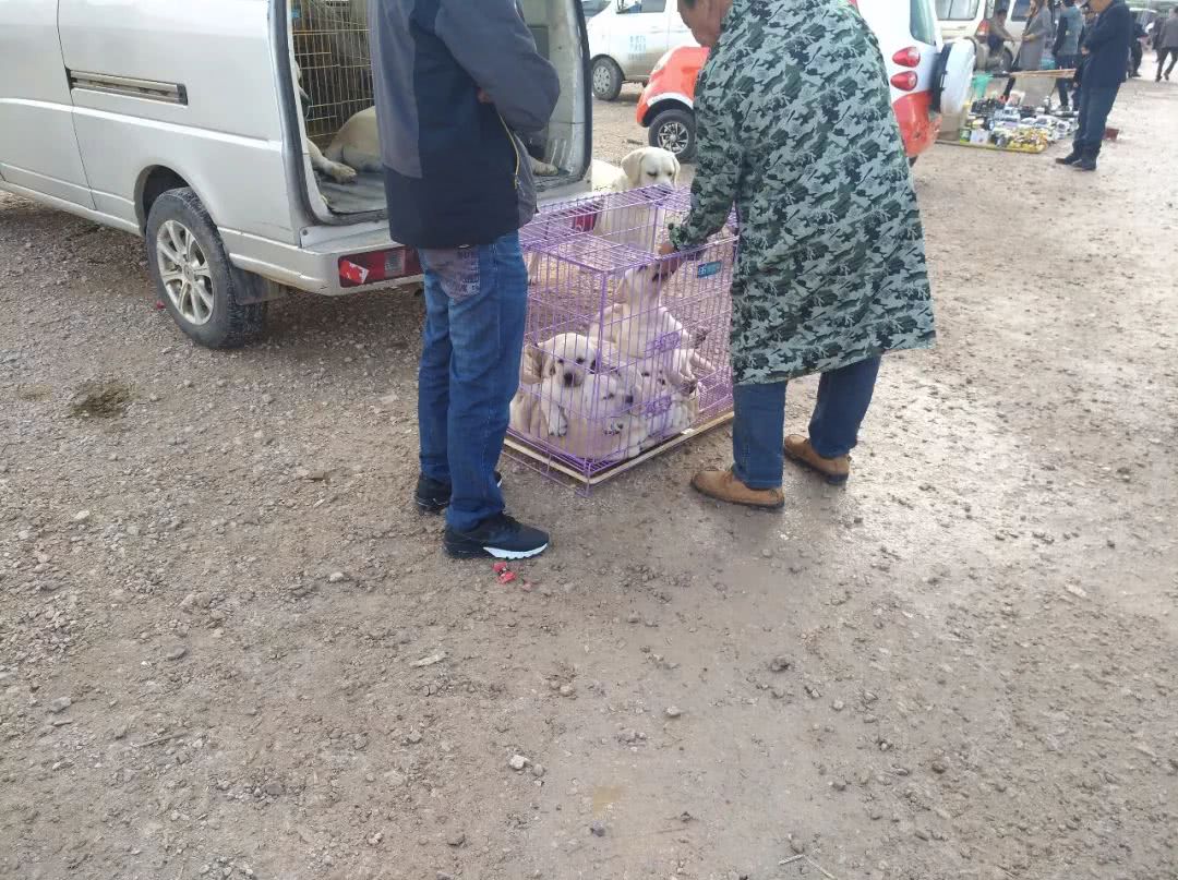 拉布拉多幼犬200元出售同城,出售拉布拉多幼犬50元一只