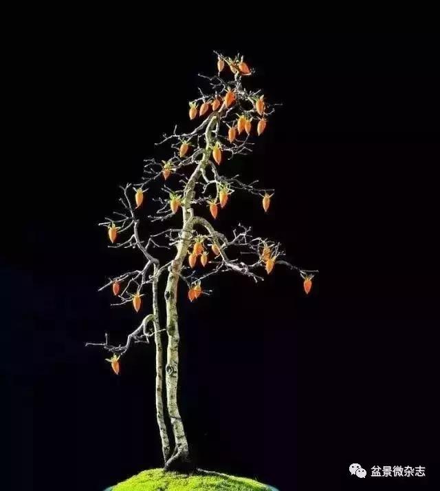 盆景大师的独到眼光,盆景技艺