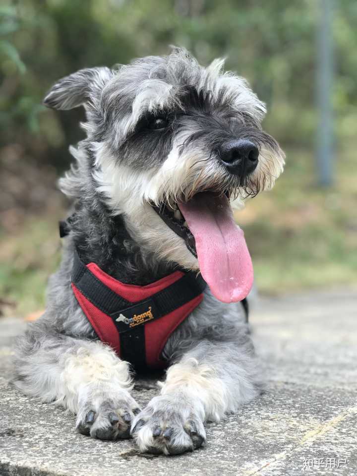 雪纳瑞拔毛的好处和坏处,养雪纳瑞犬的好处和坏处