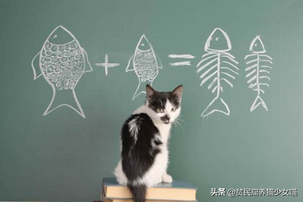 猫咪怕水怎么吃鱼,猫不会捕鱼它是怎么知道鱼好吃的