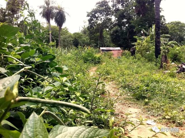 中国年年进口的大豆，为何让巴拉圭从富饶变得死寂？