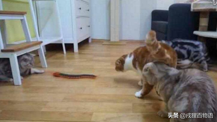 猫咪把蜻蜓吃了,猫咪把昆虫吃了