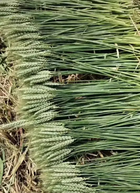 麦芒们，我们认输但是不服输