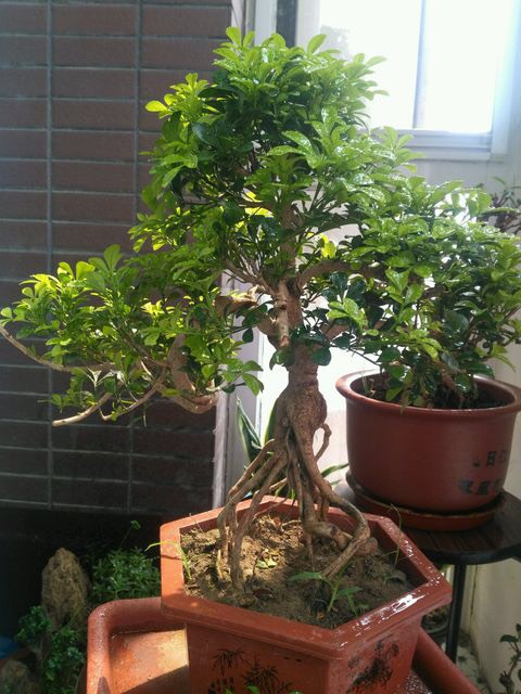 室内养米兰浇水的正确方法,冬季米兰怎么养才能更旺盛