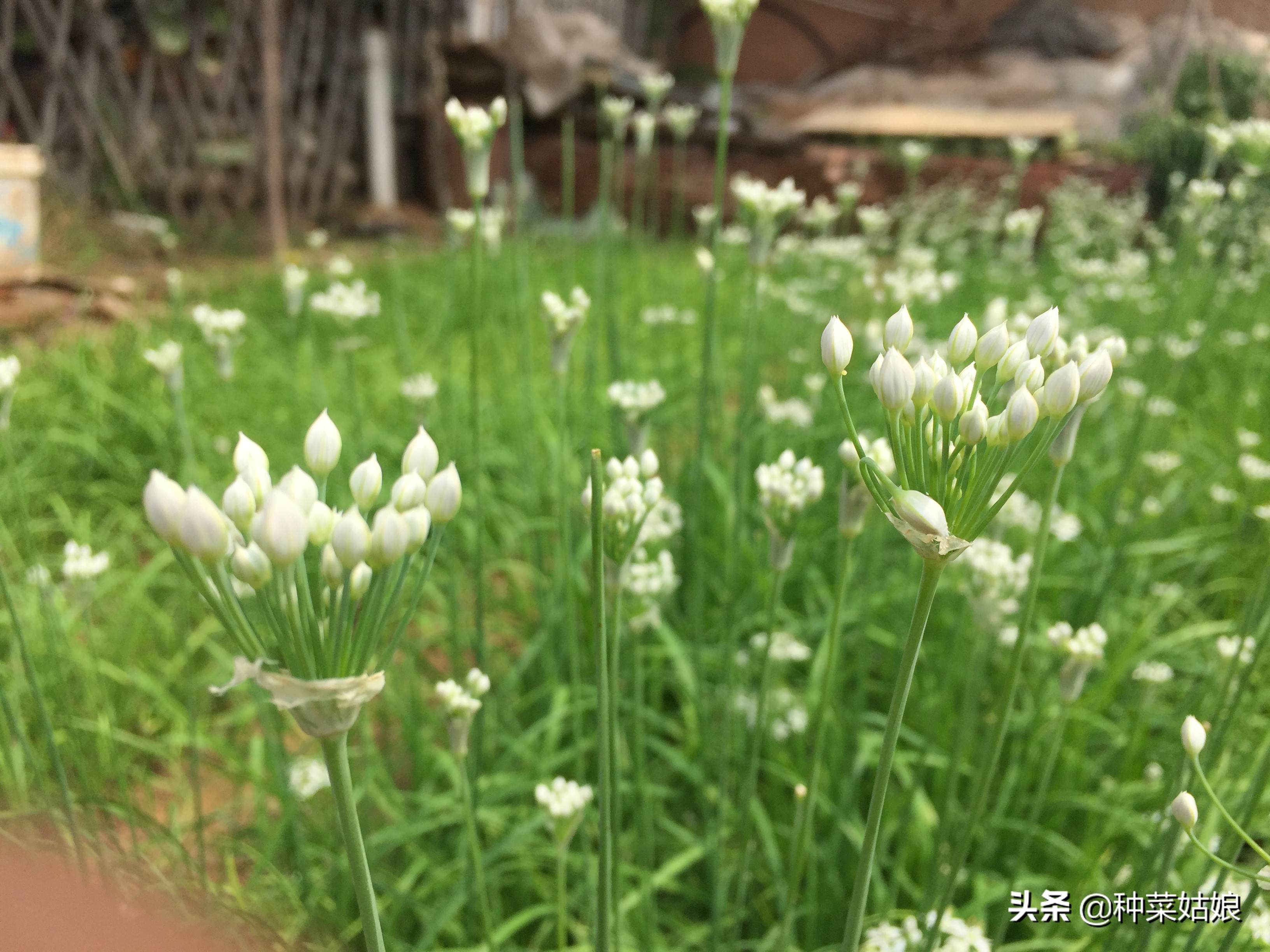 移栽韭菜时韭菜叶要剪掉吗,种韭菜定植四项要点