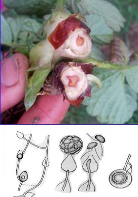 草莓炭疽病与根腐病是什么引起的,安徽草莓炭疽病零星发病怎么办