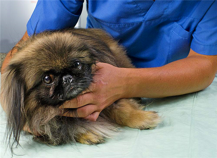 狗狗布氏杆菌病,狗狗感染布鲁氏杆菌有啥症状