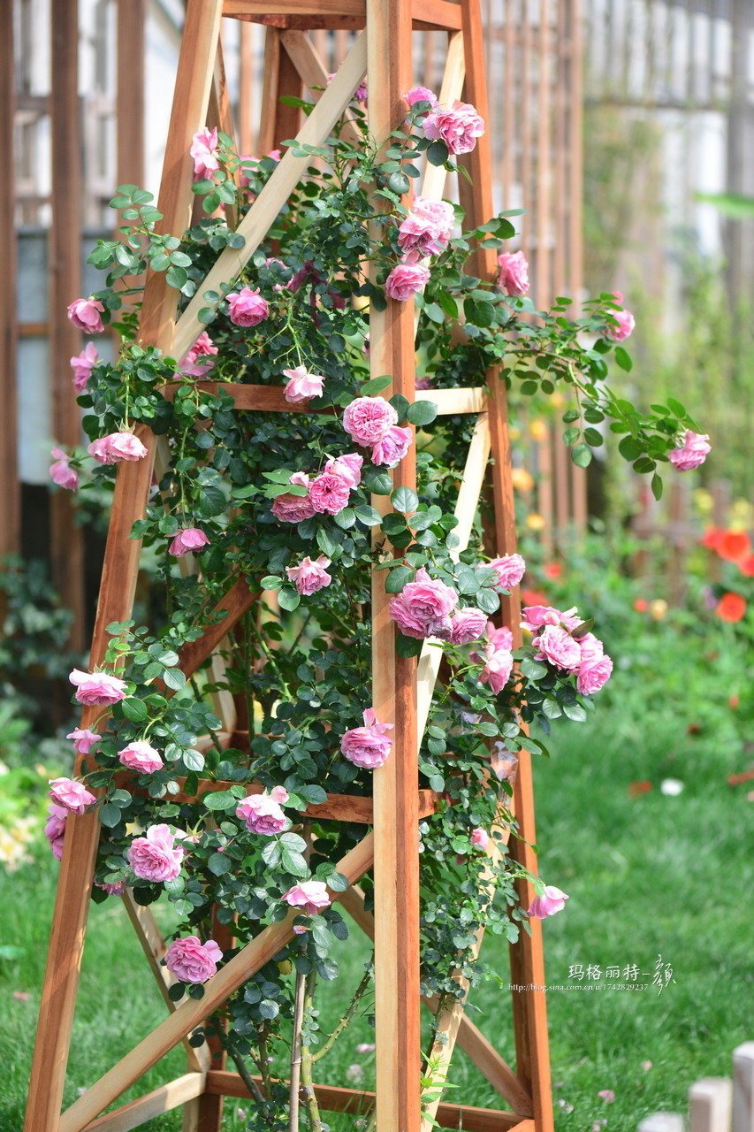 学学园艺大咖们的爬藤植物牵引术，花墙还是花廊都是小case啦