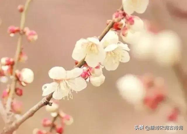 四月相聚的诗词,最美人间四月天唯美诗词