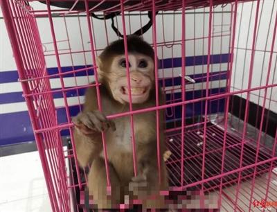 9人全部落网抓捕现场曝光,特大作案团伙22名全部落网