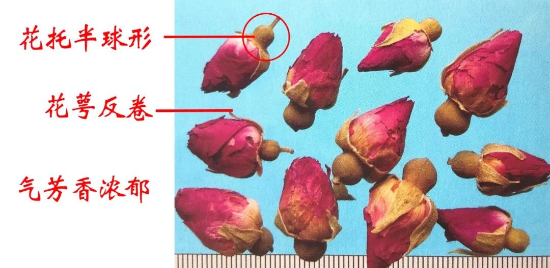 玫瑰和月季功效的区别,玫瑰和月季花托的区别图解