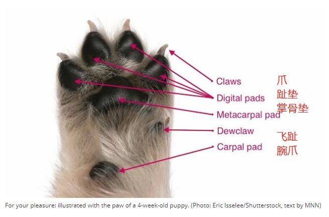 狗狗脚防烫伤,天气热狗狗脚烫伤怎么办