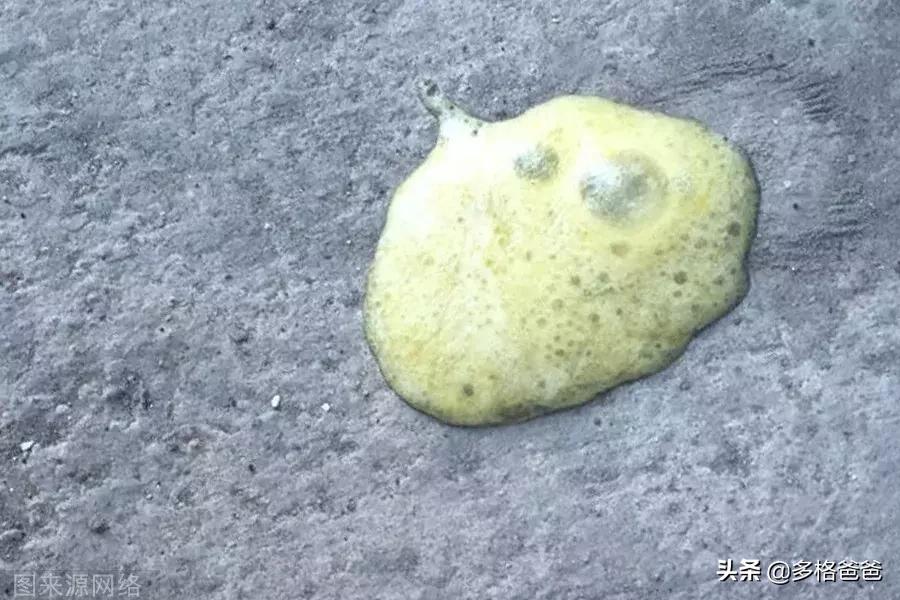 狗狗胀气有呕吐是什么情况,狗狗反刍式呕吐